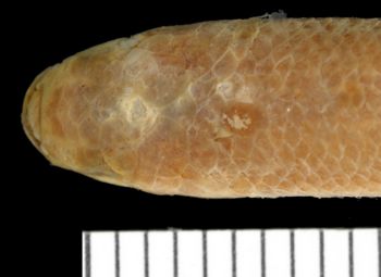 Media type: image;   Ichthyology 6423 Aspect: dorsal head